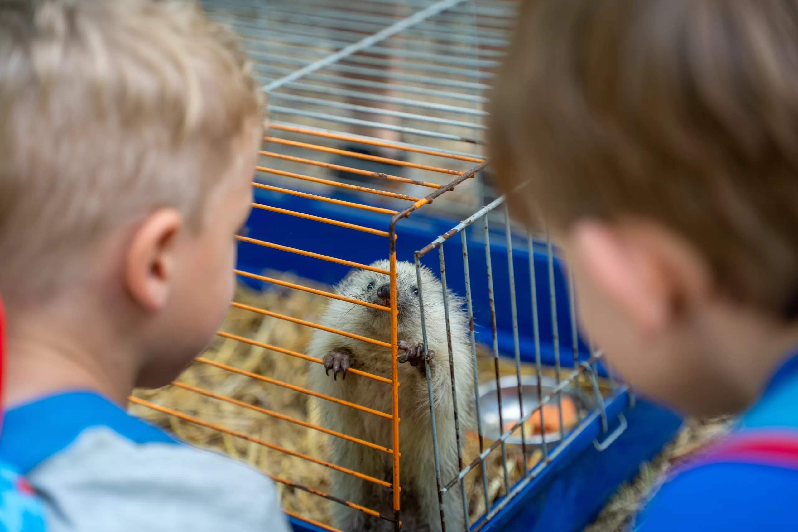 erdeiallatok250605buzazs2 scaled