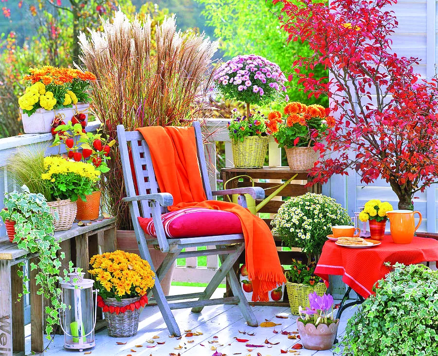 autumn balcony with chrysanthemums miscanthus and cherry friedrich strauss