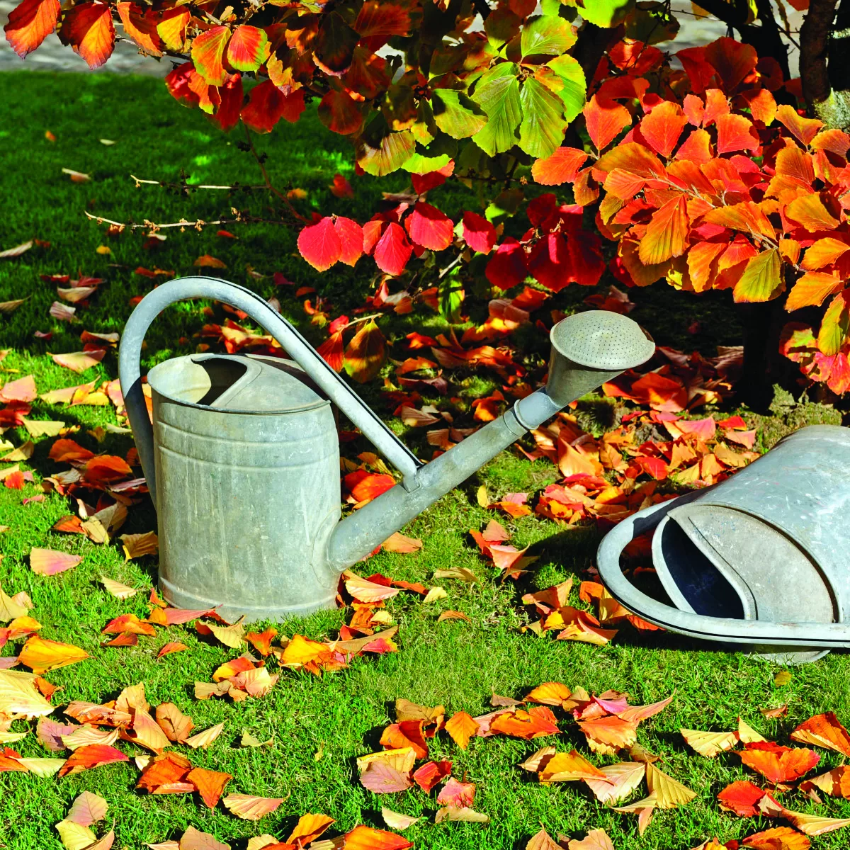 germany out zaubernuss im herbstlichen garten daneben giesskannen photo by harald langeullstein bild via getty images stockpack gettyimages