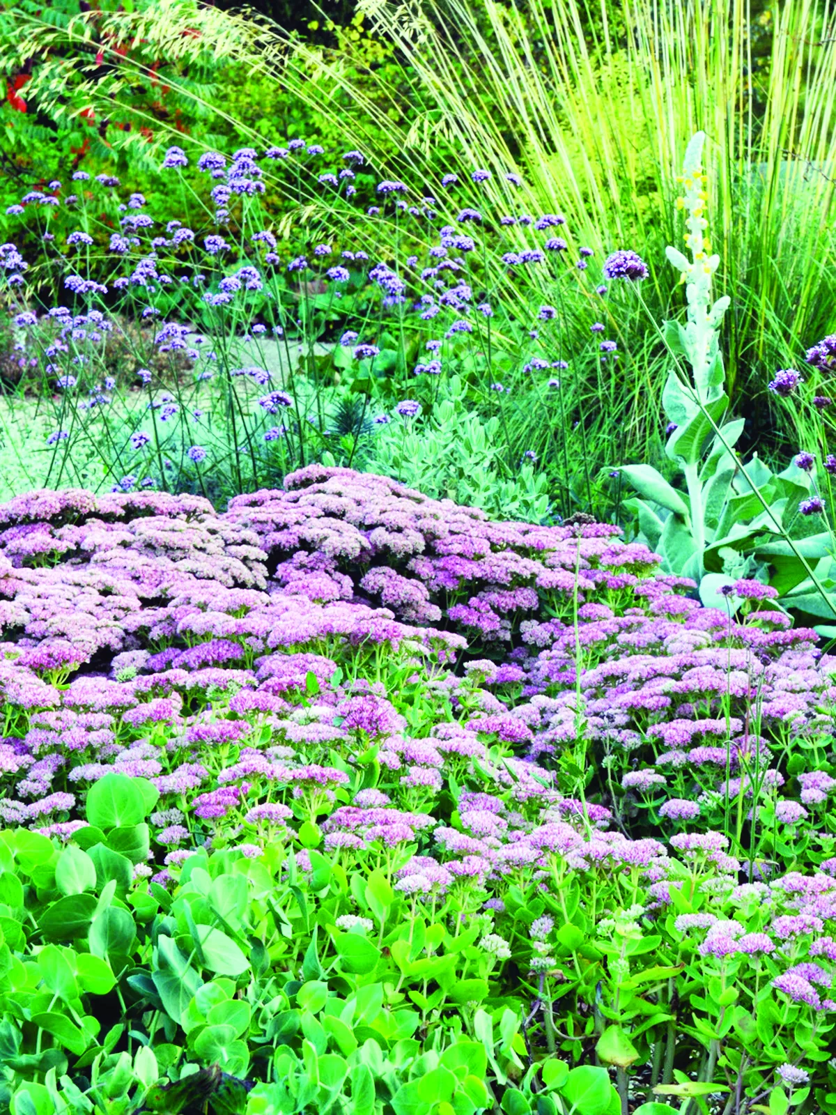 hylotelephium herbstfreude sedum autumn joy bethc gravel4 19 9 09 113bb264b2