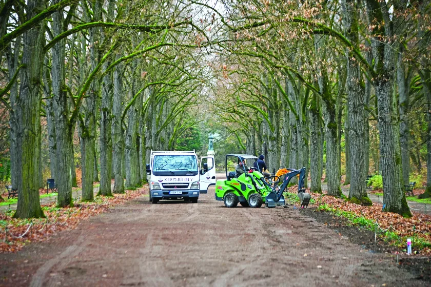 Erzsébet-parki hársfasor