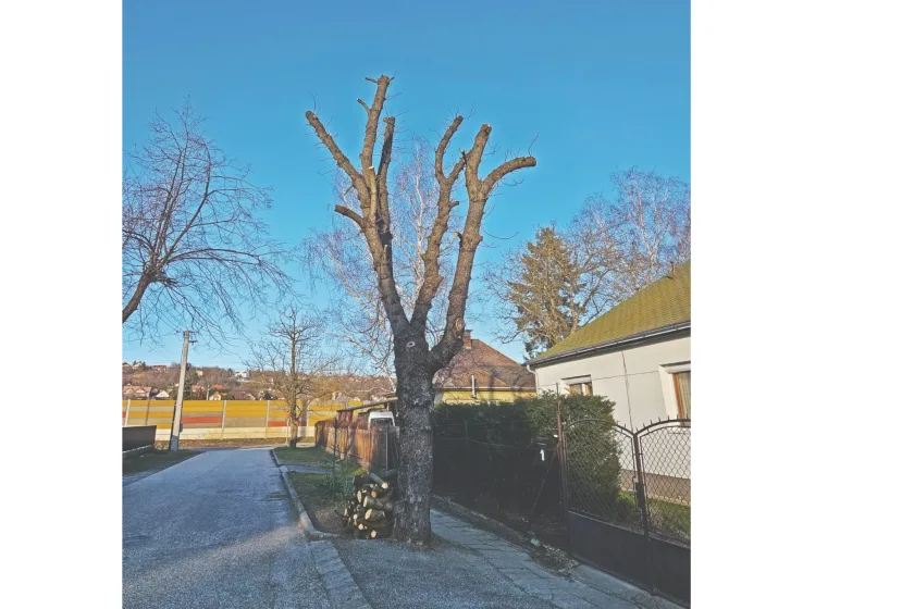 Megcsonkolt fa az Ősz utcában